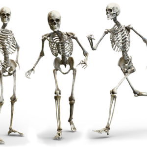 skeleton-3342754_1920