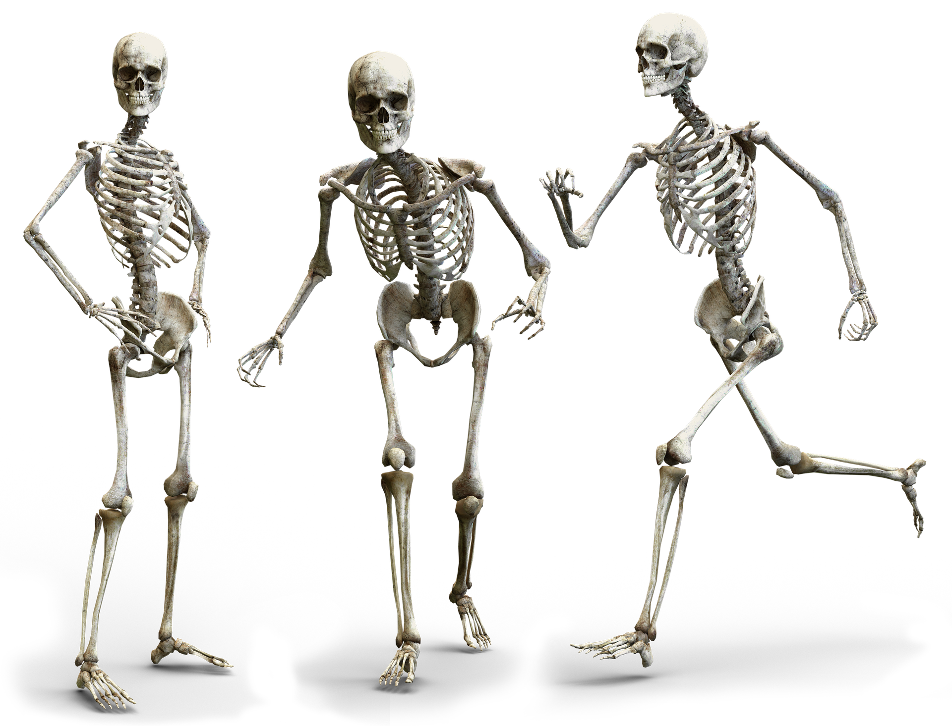 skeleton-3342754_1920
