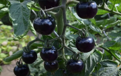 GMO Ad – Purple Tomatoes