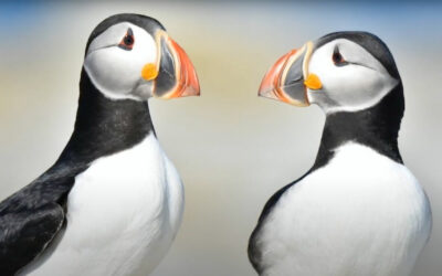 Puffins – FIRST PLACE