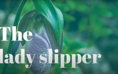 Lady Slipper, Local Species Spotlight – THIRD PLACE